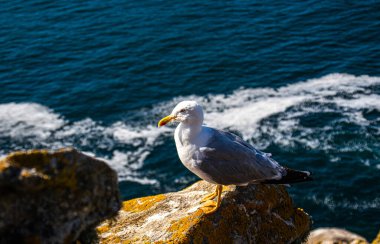 İspanya, Galiçya 'da, Cies Adası' nda okyanus olan bir kayanın tepesindeki güzel ve genç bir martının fotoğrafı. Güneşli gün, yaz, tatiller.