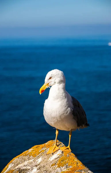 在西班牙加利西亚的西斯岛 一只美丽而年轻的海鸥在岩石之上 背面有大海的照片 阳光灿烂的日子 — 图库照片