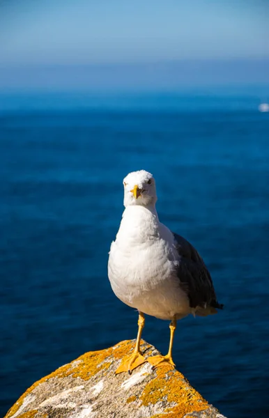 Foto Vacker Och Ung Mås Toppen Klippa Med Havet Ryggen — Stockfoto