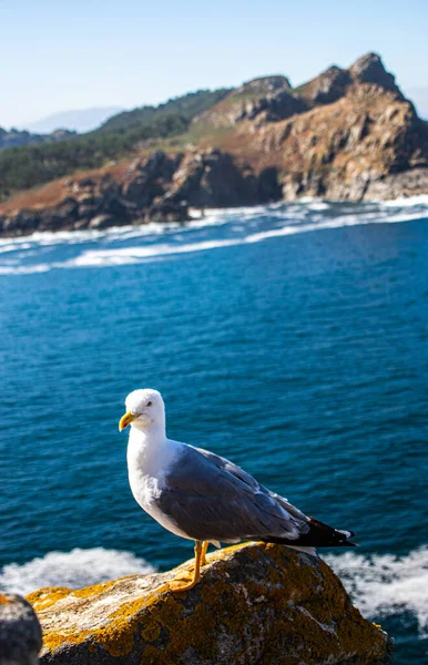 Photo Une Belle Jeune Mouette Sommet Rocher Avec Océan Arrière — Photo