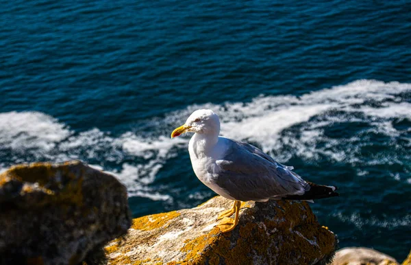 Spanya Galiçya Cies Adası Nda Okyanus Olan Bir Kayanın Tepesindeki — Stok fotoğraf