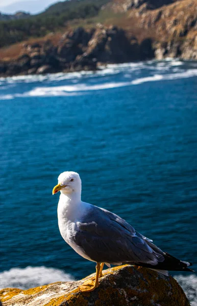 Photo Beautiful Young Seagull Top Rock Ocean Back Cies Island Royalty Free Stock Photos
