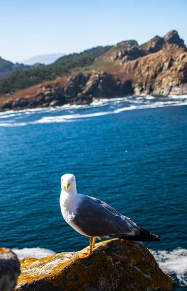 Photo Beautiful Young Seagull Top Rock Ocean Back Cies Island — Stock Photo, Image