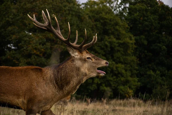 Foto Cervo Macho Bonito Forte Durante Temporada Rutting Natureza Richmond — Fotografia de Stock