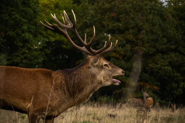 Foto Cervo Macho Bonito Forte Durante Temporada Rutting Natureza Richmond — Fotografia de Stock