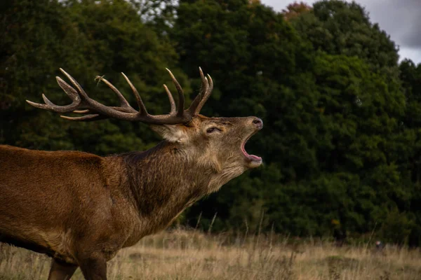 Photo Beautiful Strong Male Deer Rutting Season Nature Richmond Park Stock Picture