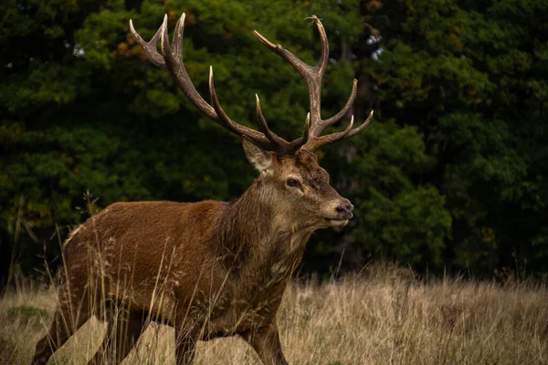 Foto Cervo Macho Bonito Forte Durante Temporada Rutting Natureza Richmond — Fotografia de Stock