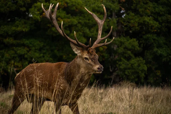 Foto Cervo Macho Bonito Forte Durante Temporada Rutting Natureza Richmond — Fotografia de Stock