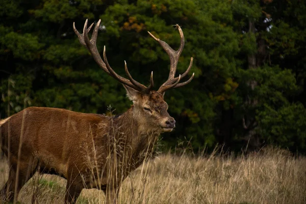 Foto Cervo Macho Bonito Forte Durante Temporada Rutting Natureza Richmond — Fotografia de Stock