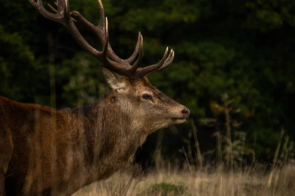 Foto Cervo Macho Bonito Forte Durante Temporada Rutting Natureza Richmond — Fotografia de Stock