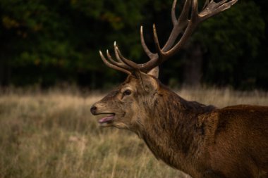 Londra 'daki Richmond Park' ta çiftleşme mevsiminde güzel ve güçlü bir erkek geyiğin fotoğrafı.