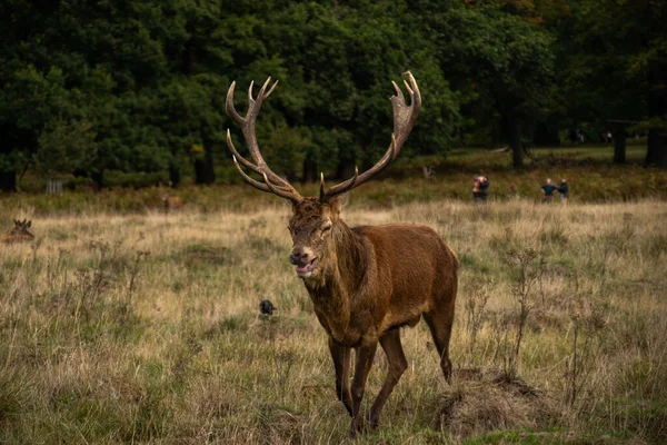 Foto Cervo Macho Bonito Forte Durante Temporada Rutting Natureza Richmond — Fotografia de Stock