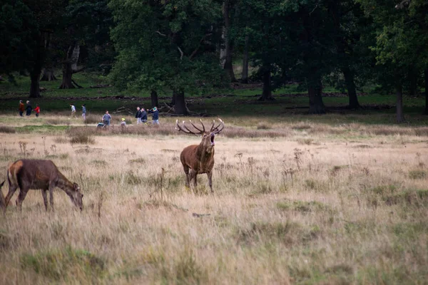 ロンドンのリッチモンド公園で自然の中でのルーティングシーズン中に美しく 強いオスの鹿の写真 — ストック写真