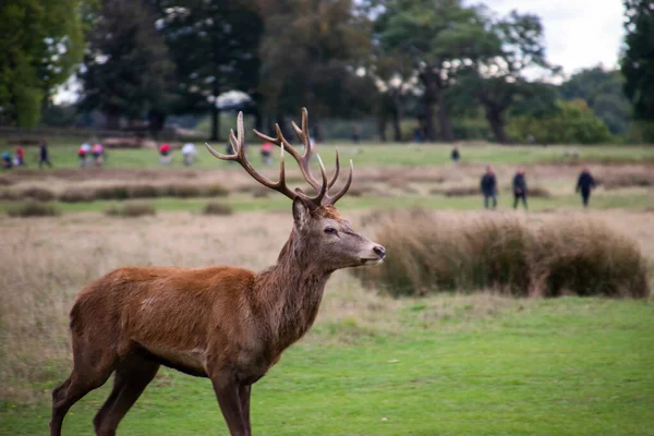 Photo Beautiful Strong Male Deer Rutting Season Nature Richmond Park Stock Image