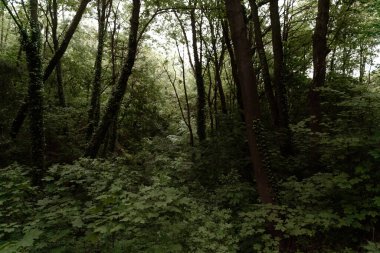 Yağmurdan sonra resim gibi sık bir orman