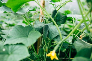 Bahçedeki genç salatalıklar