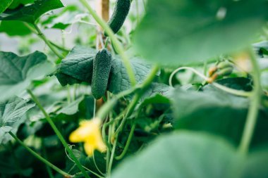 Bahçedeki genç salatalıklar