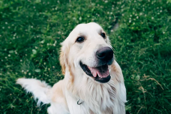 Avluda oturan Golden Retriever