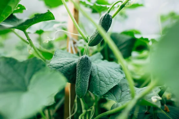 Bahçedeki genç salatalıklar