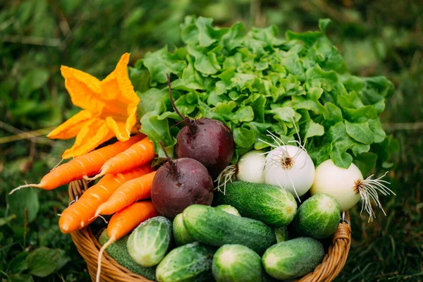 Sebzeler yakın plan. Havuç, pancar, salatalık, soğan ve yeşil salata.