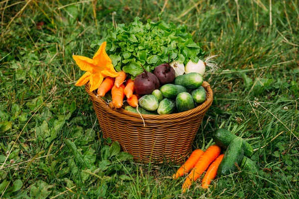 Wicker Basket Vegetables Stands Green Lawn Carrots Beets Cucumbers Onions — Stock Photo, Image