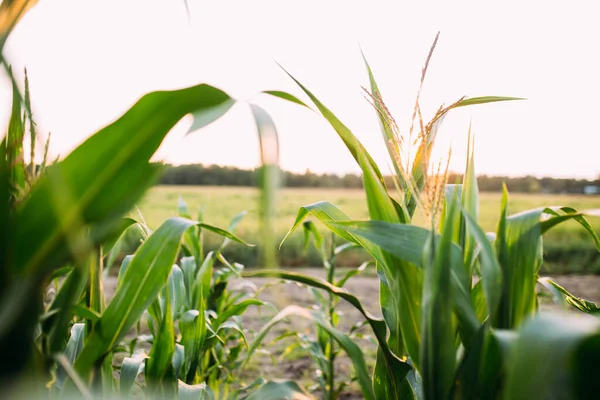 Mısır tarlasında mısır, yeşil mısır tarlası, organik tarım