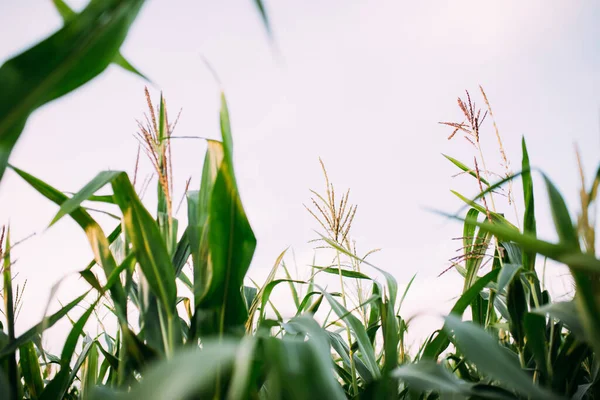 Mısır tarlasında mısır, yeşil mısır tarlası, organik tarım