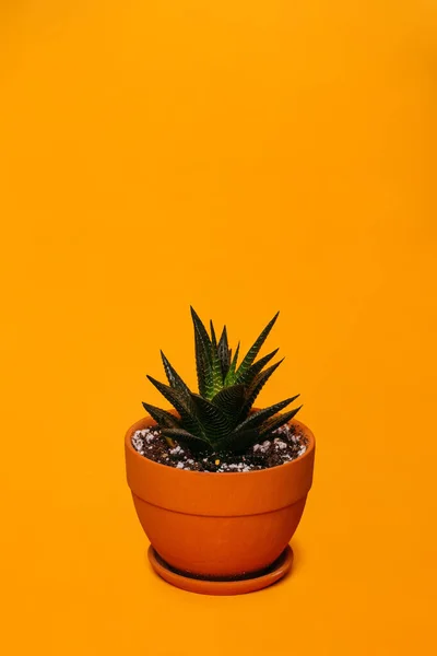 Sarı arka planda küçük bir saksı