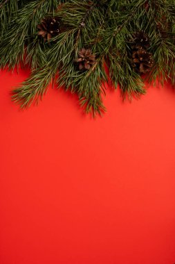Kırmızı arkaplanda kopya alanı olan Noel köknar dalları