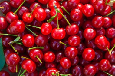 Bahçe kiraz böğürtlenleri, yemek geçmişi