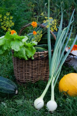 Hasat mevsimi. Sebzeler. Bahçedeki yeşillik