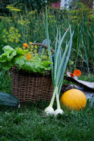 Época Colheita Legumes Verdura Jardim — Fotografia de Stock