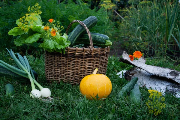 Temporada Cosecha Verduras Verdor Jardín — Foto de Stock