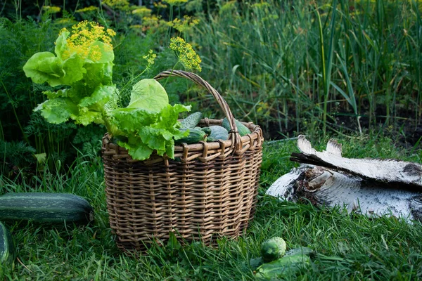 Pora Żniw Warzywa Zieleń Ogrodzie — Zdjęcie stockowe