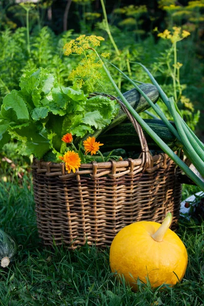 Temporada Cosecha Verduras Verdor Jardín — Foto de Stock