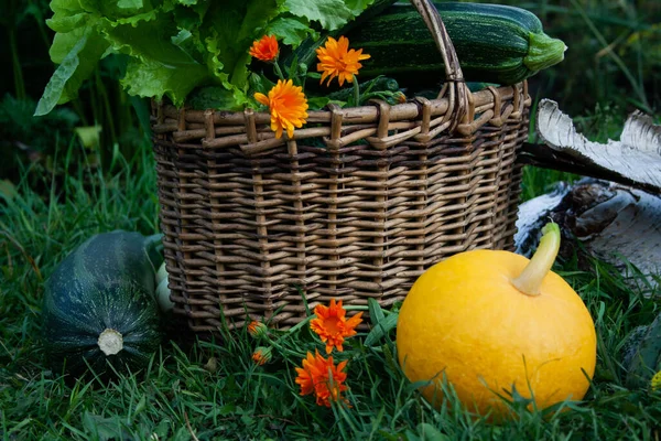 Temporada Cosecha Verduras Verdor Jardín — Foto de Stock