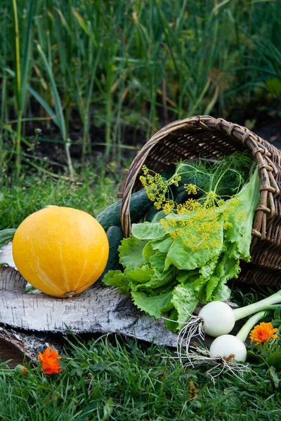 Temporada Cosecha Verduras Verdor Jardín — Foto de Stock