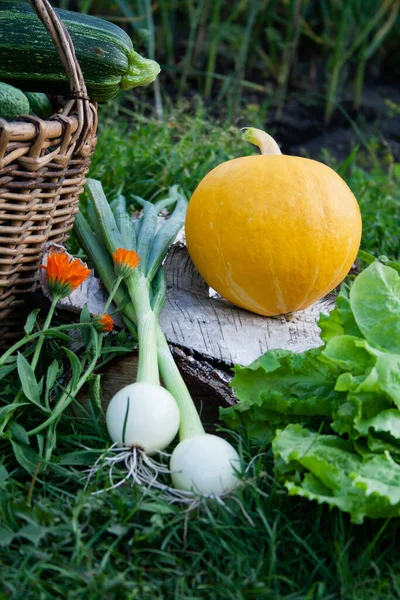 Hasat mevsimi. Sebzeler. Bahçedeki yeşillik