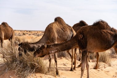 Sahra Çölü 'ndeki güzel kum tepeleri. Tunus, Douz yakınlarında.