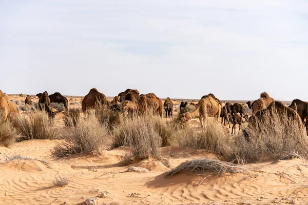 Belles Dunes Sable Dans Désert Sahara Près Douz Tunisie — Photo