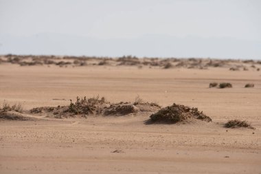 Tunus 'taki tuz gölü çölünün bir parçası, chott el jerid