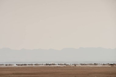 Tunus 'taki tuz gölü çölünün bir parçası, chott el jerid
