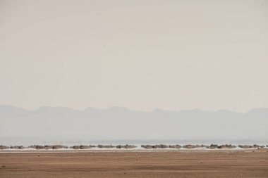 Tunus 'taki tuz gölü çölünün bir parçası, chott el jerid