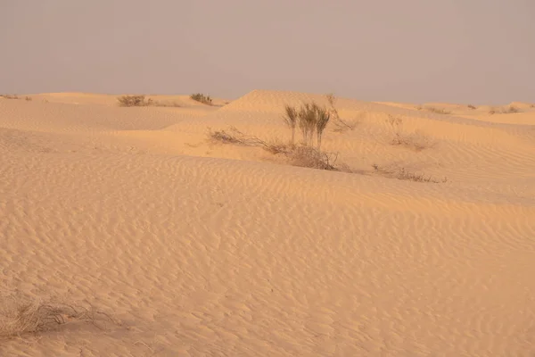 Όμορφοι Αμμόλοφοι Στην Έρημο Σαχάρα Κοντά Στο Douz Τυνησία — Φωτογραφία Αρχείου