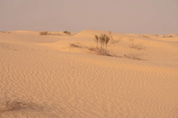 Belles Dunes Sable Dans Désert Sahara Près Douz Tunisie — Photo