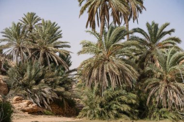 Tunus, Ghomrassen ve Germasa 'daki Dahar' a hoş geldiniz.