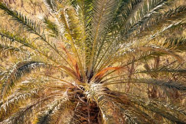 Tunus 'a hoş geldiniz: Ksar ghilane ve Sahra Çölü 