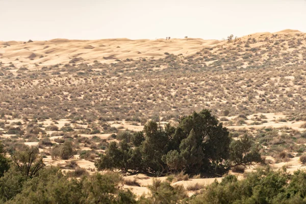 Tunus Hoş Geldiniz Ksar Ghilane Sahra Çölü — Stok fotoğraf