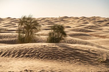 Tunus 'a hoş geldiniz: Ksar ghilane ve Sahra Çölü 