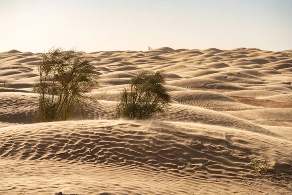 Witamy Tunezji Ksar Ghilane Sahara Pustyni — Zdjęcie stockowe